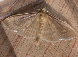 Pearly Pleuroptya